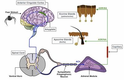 Personalized Virtual Reality Human-Computer Interaction for Psychiatric and Neurological Illnesses: A Dynamically Adaptive Virtual Reality Environment That Changes According to Real-Time Feedback From Electrophysiological Signal Responses